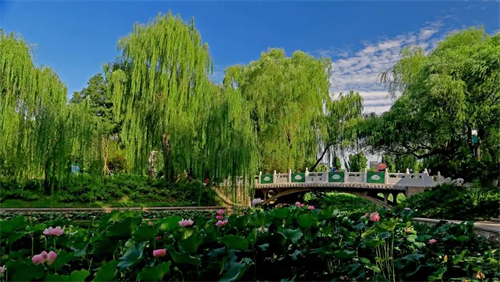 北京紫竹院公园优美风景